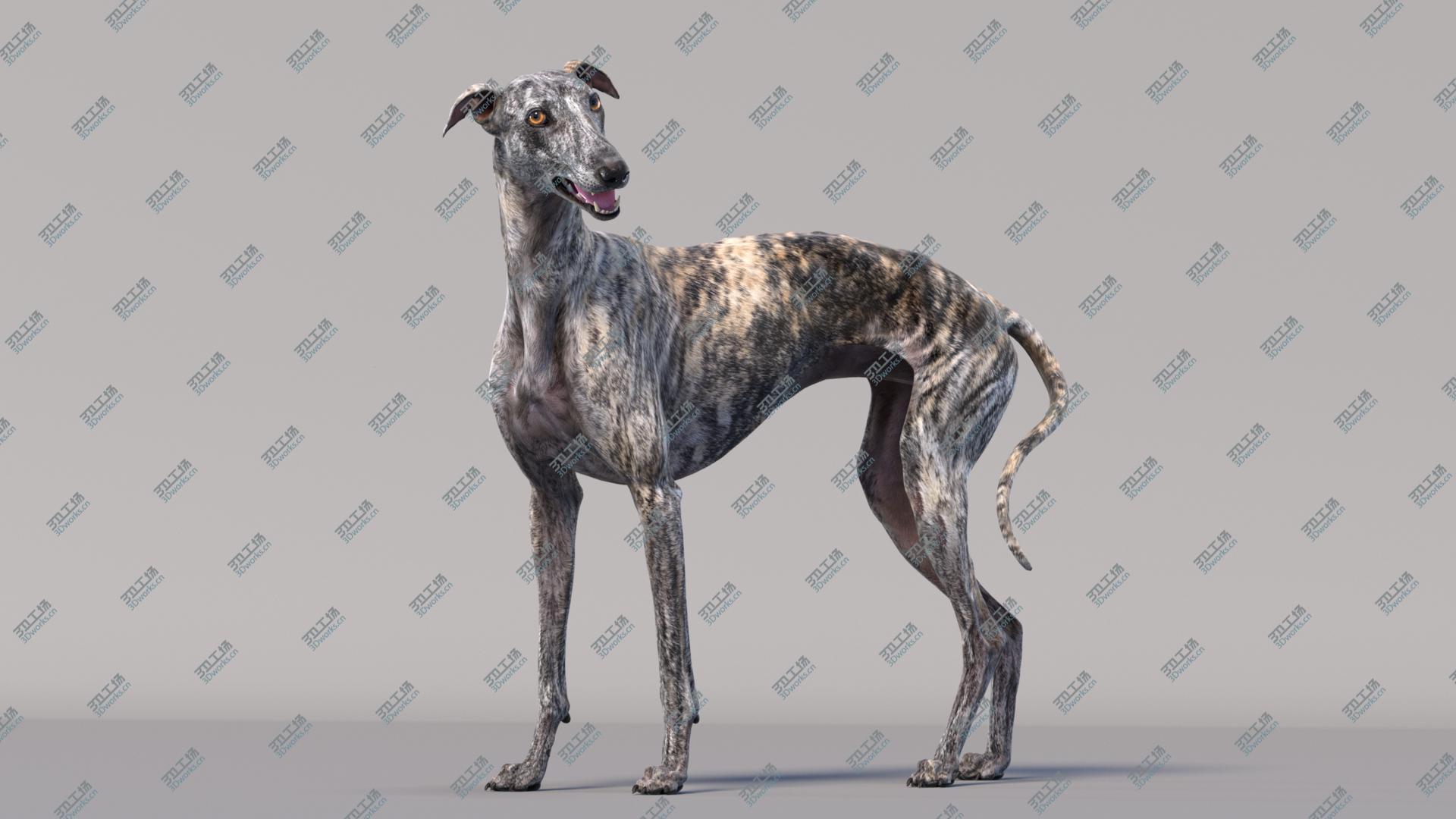 images/goods_img/202105074/3D Greyhound (2) (Rigged) model/4.jpg